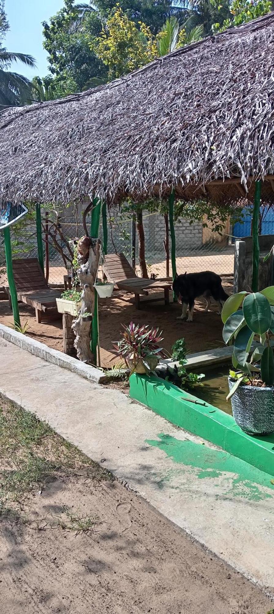 Surfing Lion Hostel 아루감 베이 외부 사진